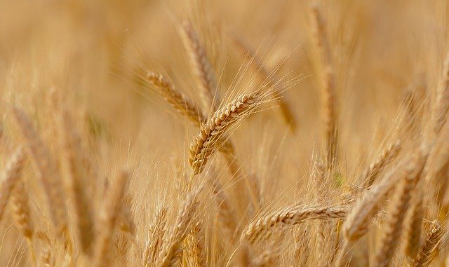 wheat 3241114 640