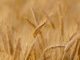 wheat 3241114 640